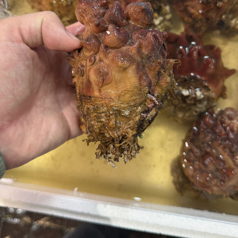 青森県産 天然ホヤ 300〜400g 4個セット