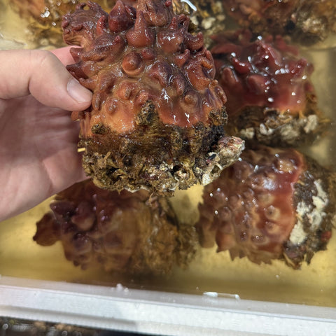 青森県産 天然ホヤ 300〜400g 商品画像2