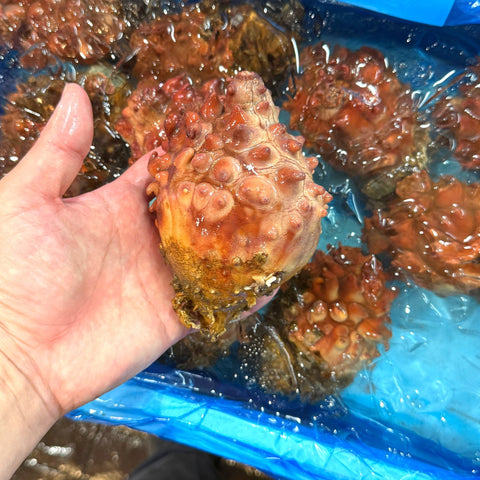 天然 活 ホヤ 青森県産 ３個(400～500g/１個） 殻付きホヤ 殻ホヤ ほや 海鞘【天然ホヤ３個】 冷蔵