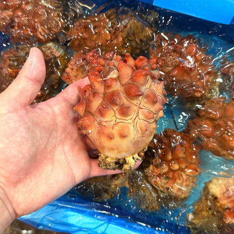 天然 活 ホヤ 青森県産 ３個(400～500g/１個） 殻付きホヤ 殻ホヤ ほや 海鞘【天然ホヤ３個】 冷蔵