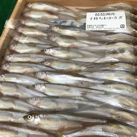 ワカサギ 子持ち 生 新物 霞ヶ浦 琵琶湖 1枚30-40尾【ワカサギ30-40尾ｘ１】冷蔵 鰙 若鷺 公魚