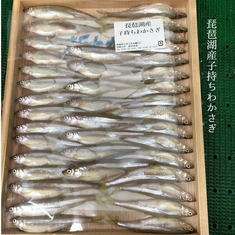 ワカサギ 子持ち 生 新物 霞ヶ浦 琵琶湖 1枚30-40尾【ワカサギ30-40尾ｘ１】冷蔵 鰙 若鷺 公魚