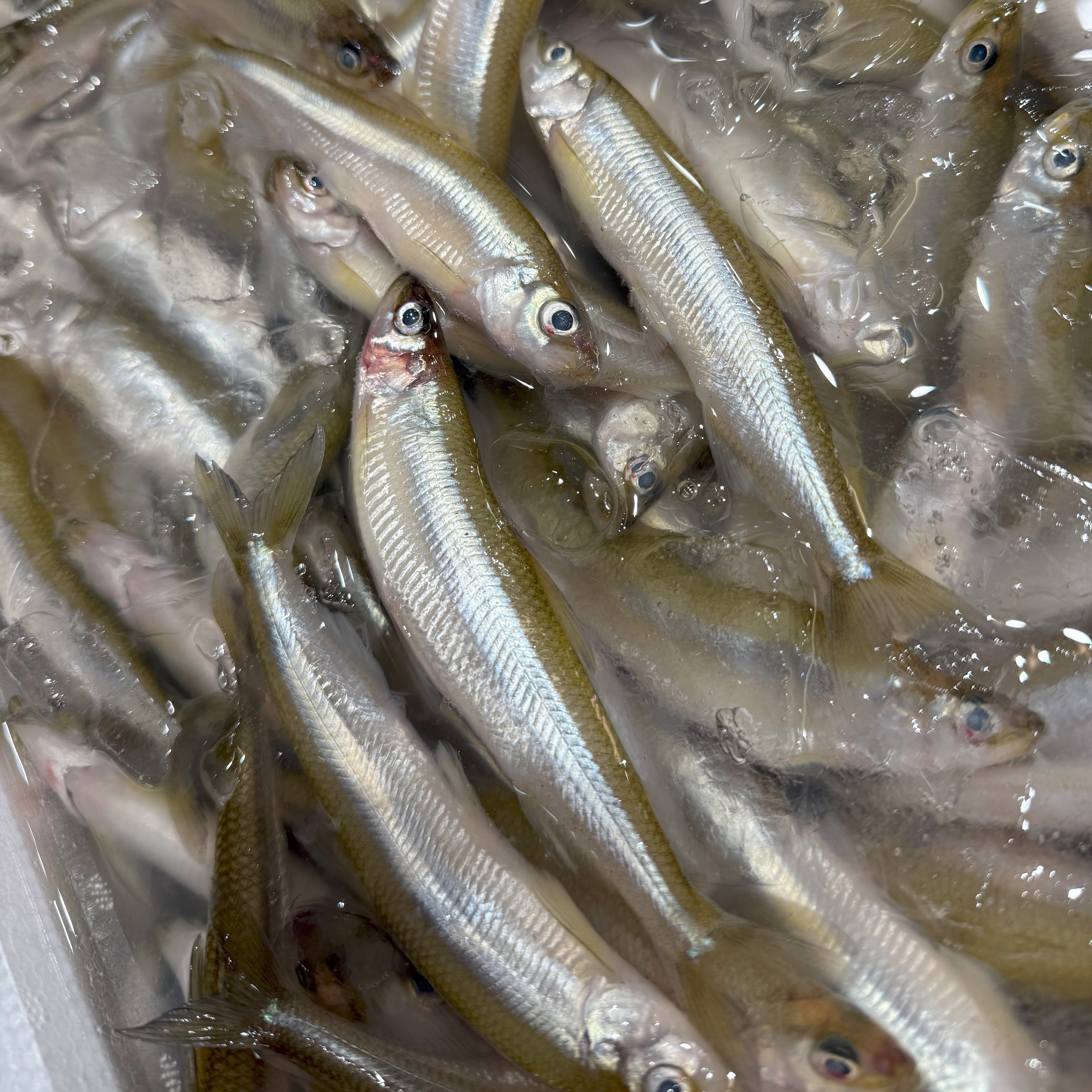 ワカサギ 大サイズ 北海道産 他 【公魚】豊洲直送 冷蔵