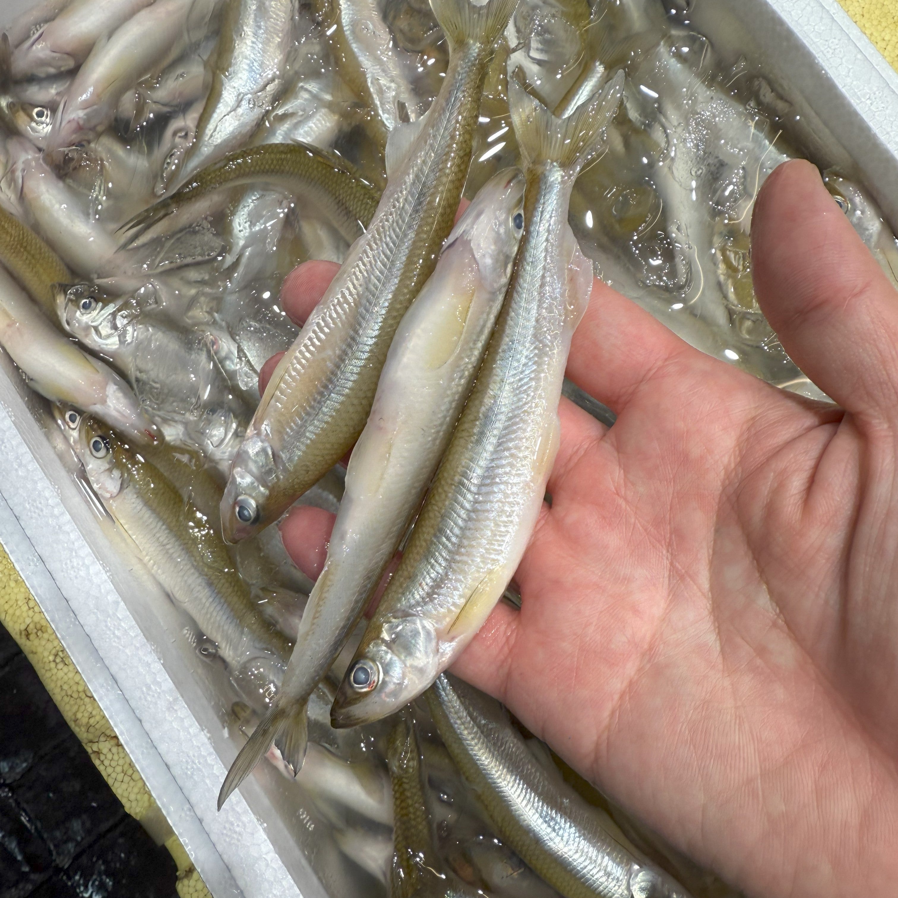 ワカサギ 大サイズ 北海道産 他 【公魚】豊洲直送 冷蔵
