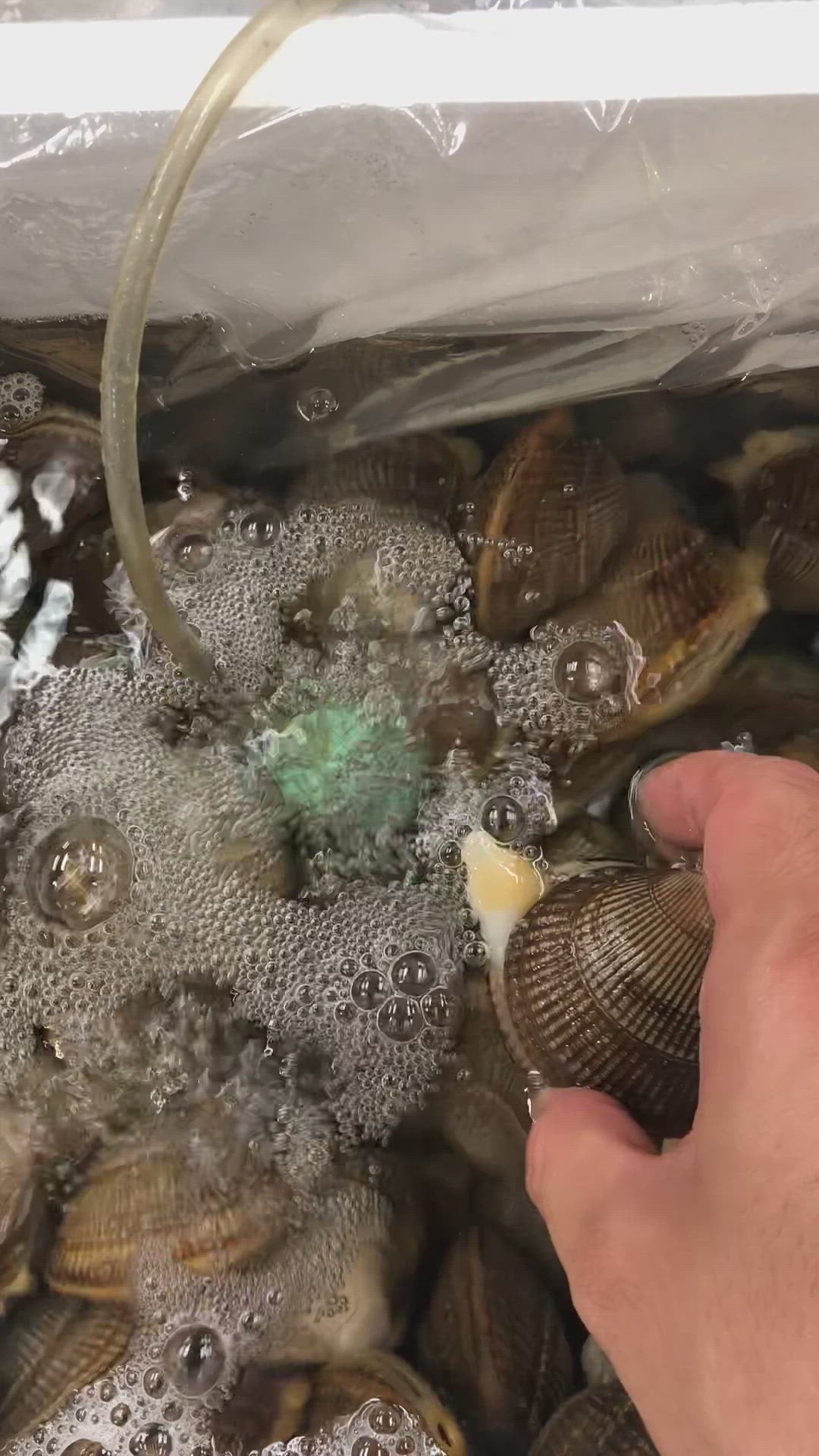 巻き貝　菊目石　3つセット　キクメイシ　貝 楽天市場】キクメイシ サンゴ（熱帯魚・アクアリウム｜ペット