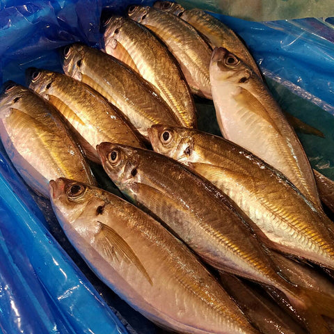 出水 特上 釣り鯵 豊洲最高級 鹿児島出水産 計4尾（1尾130-180g前後)【出水アジ５尾】 冷蔵