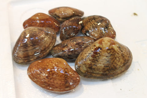 天然すだれ貝 活 愛知産他 スダレ貝 約1kg［豊洲直送］希少性の高い貝【スダレ貝１K】 冷蔵