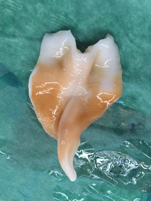生 殻付き石垣貝 計500g（約50～60g/1個） 三陸産 豊洲直送 エゾイシガキガイ イシガキ貝【石垣貝５００ｇ】 冷蔵
