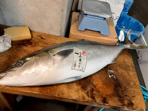 氷見 寒ブリ 最高級 鰤 1尾11キロアップ【氷見ブリ】冷蔵 豊洲直送