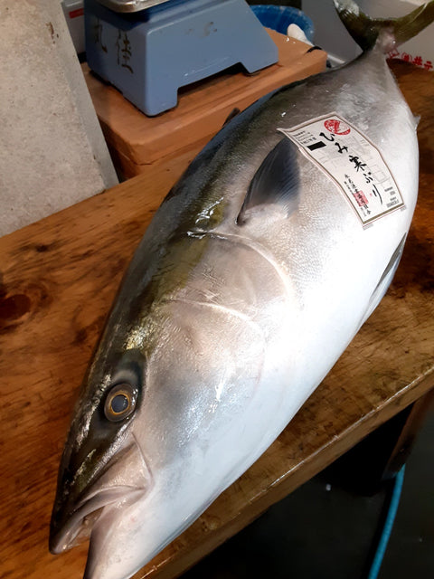 氷見 寒ブリ 最高級 鰤 1尾11キロアップ【氷見ブリ】冷蔵 豊洲直送