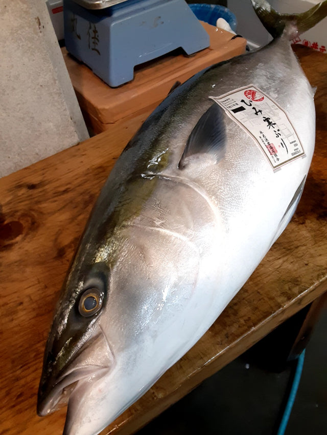 氷見 寒ブリ 最高級 鰤 1尾1011キロサイズ【氷見ブリ】冷蔵 豊洲直送