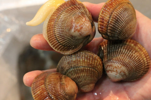 生 殻付き石垣貝 計1kg（約50～60g/ 1個） 三陸産 豊洲直送 エゾイシガキガイ イシガキ貝【石垣貝１K】 冷蔵