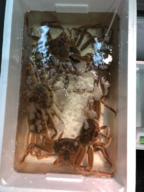 活セコガニ 特大 香箱ガニ 越前ガニ 松葉ガニ 2杯（1杯200-250g前後）【特大セイコガニx2杯】冷蔵 豊洲直送