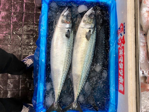 生 特大真サバ 青森 三陸 房州 京都 他 高級サバ 秋サバ・寒サバ１尾約900g-1kg 鮮魚 豊洲直送【寒サバ約１K】 冷蔵