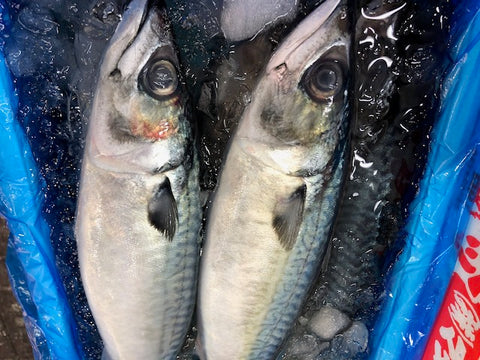 生 特大真サバ 青森 三陸 房州 京都 他 高級サバ 秋サバ・寒サバ１尾約900g-1kg 鮮魚 豊洲直送【寒サバ約１K】 冷蔵