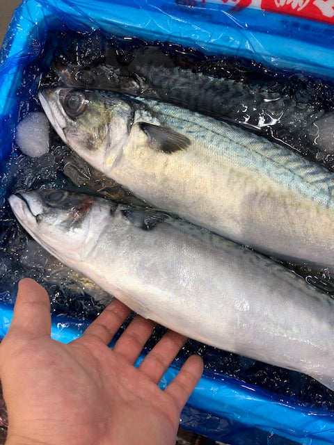 生 特大真サバ 青森 三陸 房州 京都 他 高級サバ 秋サバ・寒サバ１尾約900g-1kg 鮮魚 豊洲直送【寒サバ約１K】 冷蔵