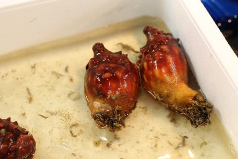 ホヤ 宮城県産 8個入り(約200g/1個) 豊洲直送 ほや 海鞘【宮城産ホヤ8個】 冷蔵