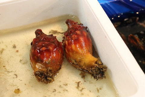 ホヤ 宮城県産 8個入り(約200g/1個) 豊洲直送 ほや 海鞘【宮城産ホヤ8個】 冷蔵