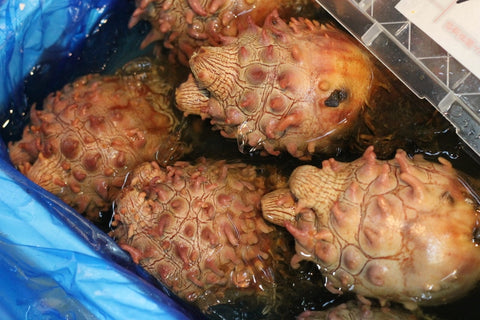 天然 活 ホヤ 青森県産 ３個(400～500g/１個） 殻付きホヤ 殻ホヤ ほや 海鞘【天然ホヤ３個】 冷蔵