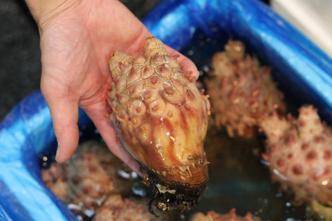 天然 活 ホヤ 青森県産 ３個(400～500g/１個） 殻付きホヤ 殻ホヤ ほや 海鞘【天然ホヤ３個】 冷蔵