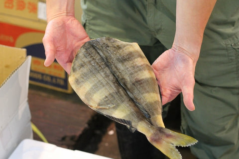 ほっけ 開き 干物 特大サイズ 1枚（約500g） 【特大ホッケ】 冷凍