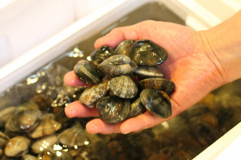 特選アサリ　産地お任せ（浜名湖・三重・愛知他）豊洲直送 大サイズ あさり　浅利【特選アサリ】 冷蔵