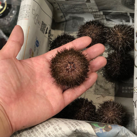 殻付きバフンウニ 北海道噴火湾・浜中産 豊洲直送 5個 生ウニ 鮮魚【バフンウニx 5個】冷蔵