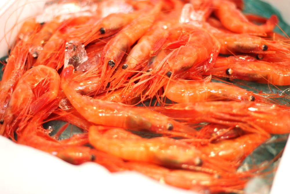 甘エビ 生 北海道産 10尾(約20-25g/1尾) 豊洲直送 甘えび 甘海老 アマエビ【生甘エビx10尾】 冷蔵 – 豊洲おかわり鮮魚店