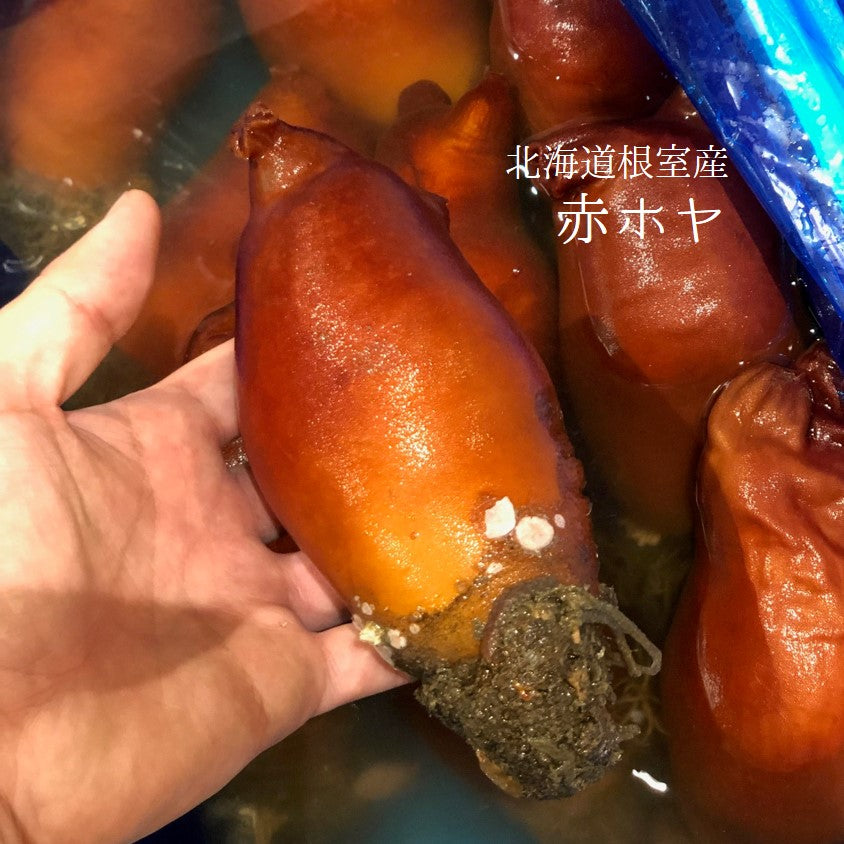 北海道産天然ホヤ×10
