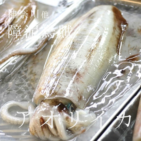 アオリイカ 約１キロ 神奈川 他 豊洲直送 鮮魚【アオリイカ１K】 冷蔵