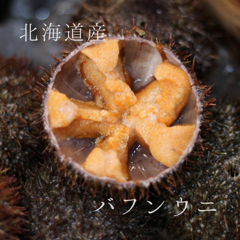 殻付きバフンウニ 北海道噴火湾・浜中産 豊洲直送 10個 生ウニ 鮮魚【バフンウニx 10個】冷蔵