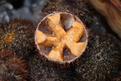 殻付きバフンウニ 北海道噴火湾・浜中産 豊洲直送 5個 生ウニ 鮮魚【バフンウニx 5個】冷蔵