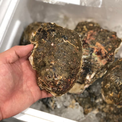 天然岩牡蠣 鹿島・銚子産 5個入 中サイズ（1個200-300g）【鹿島岩ガキ中x５個】冷蔵 豊洲直送