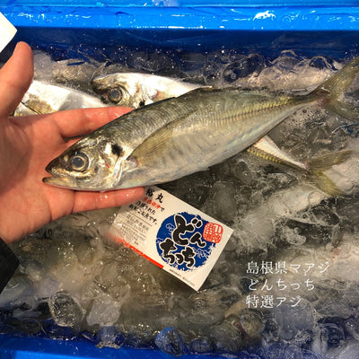 生 特選アジ どんちっち 島根県 鮮魚 800g（1尾130-250gサイズ）【どんちっち130-250gｘ0.8kg】冷蔵 豊洲直送