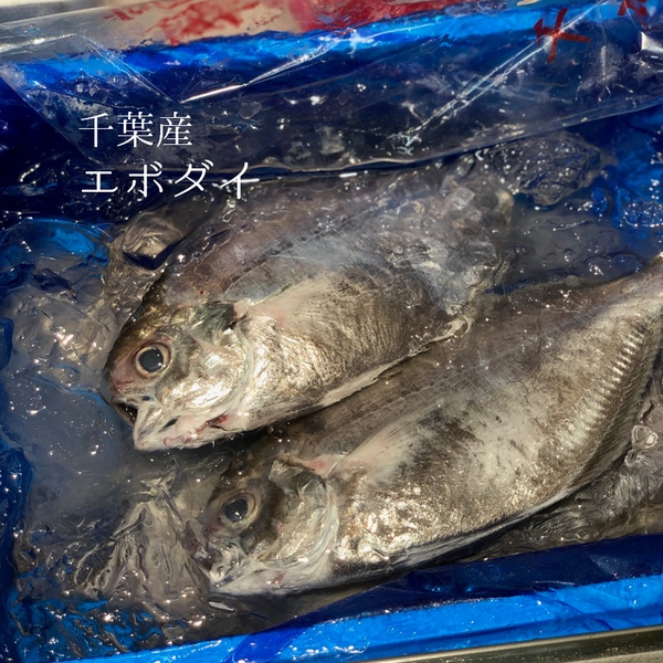 鶏 置物 鉄製 雌雄 縁起物 井戸 幅約40センチ 重量8キロ 昭和