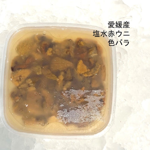 塩水赤ウニ 瀬戸内海産 (愛媛北部海域 他）80g 【塩水赤ウニBｘ1】冷蔵 豊洲直送