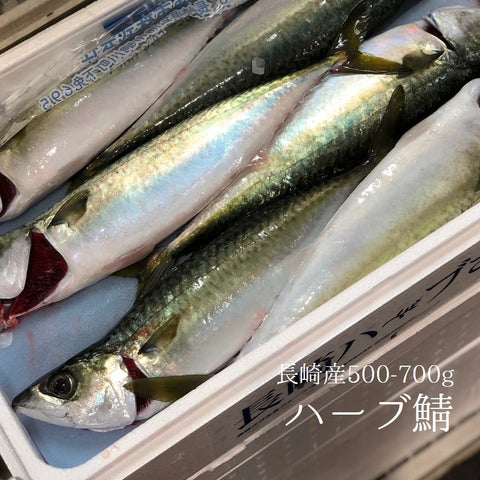 ハーブサバ 長崎産 養殖 500-700gサイズ１尾【ハーブ鯖x１】冷蔵 豊洲直送