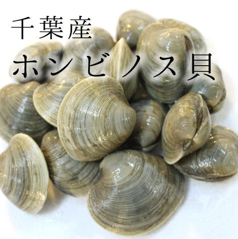 ホンビノス貝 （1個70-130gサイズ） 白ハマグリ 千葉/愛知 国産他 冷蔵