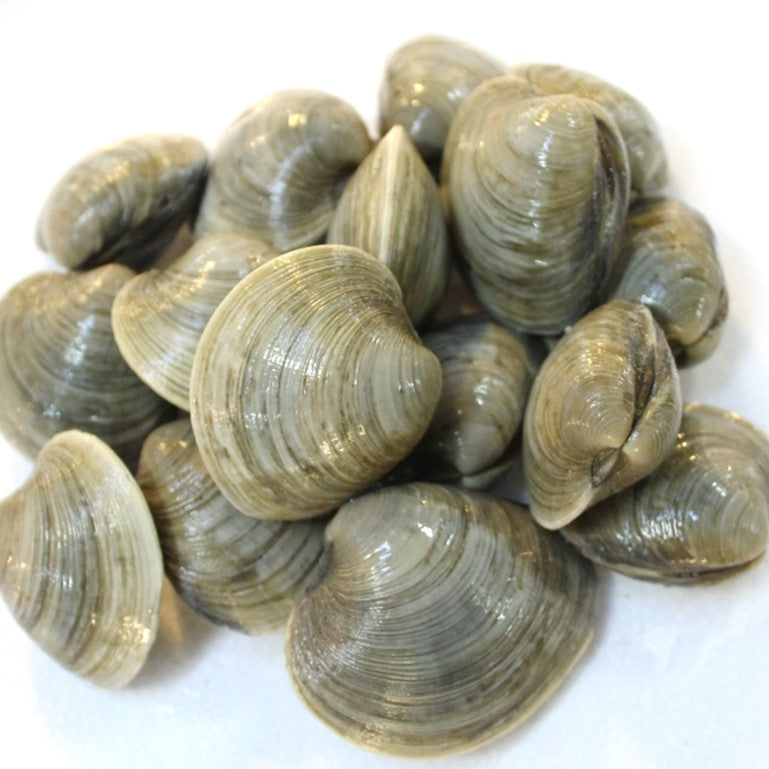 ホンビノス貝 1個70-130g 千葉・愛知産他 活け 冷蔵 | Okawari鮮魚店