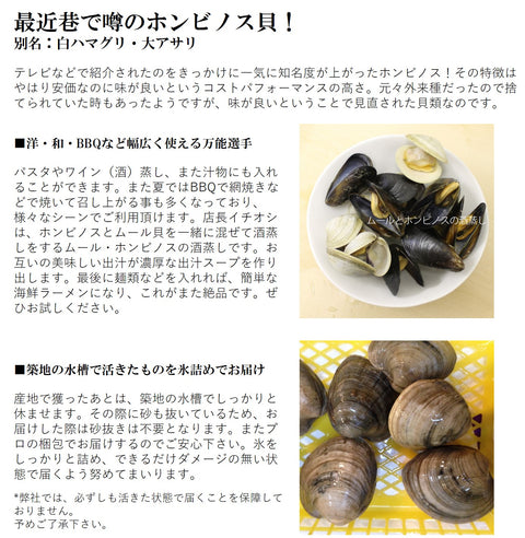 ホンビノス貝 （1個70-130gサイズ） 白ハマグリ 千葉/愛知 国産他 冷蔵