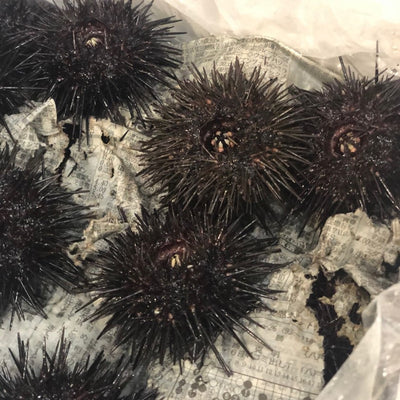 殻付きウニ イガウニ キタムラサキウニ 雲丹 宮城・岩手産 他 1個約80-100gｘ5個セット【ムラサキウニⅩ5個】冷蔵 豊洲直送