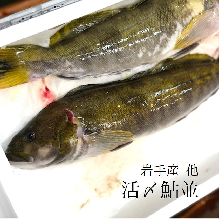 活〆アイナメ 鮎並 岩手県 他 1キロサイズ1尾【活〆鮎魚女１Ｋｘ１】冷蔵 豊洲市場