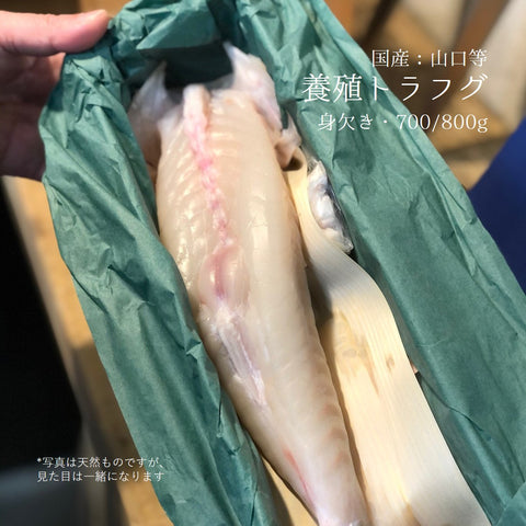 養殖とらふぐ 身欠き 国産（山口等 他）１尾約900g/1kg【養身欠きフグ900g/1kgx1本】冷蔵 豊洲直送