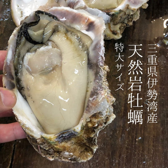 天然 特大岩牡蠣 三重県伊勢湾（生食用殻付き） 計4個（1個約500g・特大サイズ）豊洲直送 ギフト 【天然岩牡蠣-伊勢湾-4個】 冷蔵