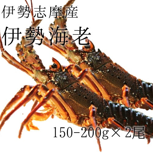 活伊勢海老 伊勢エビ 国産（伊勢・紀伊・鹿島・千葉 他）［豊洲直送］イセエビ【伊勢えび】 冷蔵