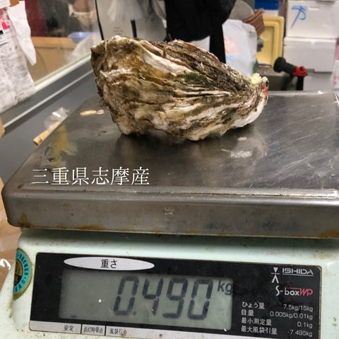 国産 岩牡蠣（殻付き 生食用）中～大サイズ 計3個（1個約350～500g）豊洲直送 【岩ガキ 中大 3個】 冷蔵
