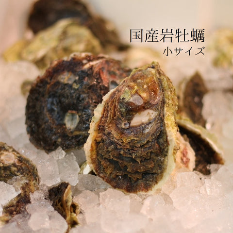 国産 岩牡蠣（殻付き 生食用）小サイズ 計5個（1個約150～250g）豊洲直送 【岩牡蠣5個】 冷蔵