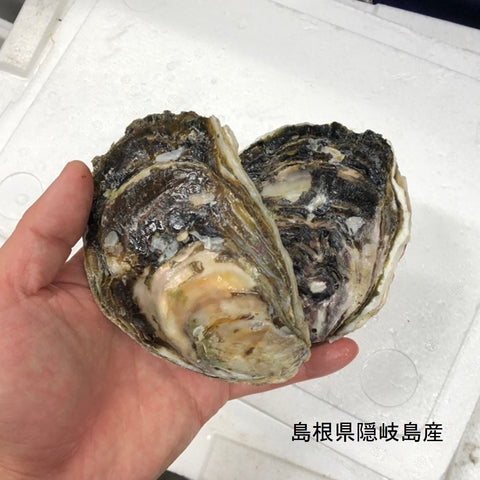 国産 岩牡蠣（殻付き 生食用）小サイズ 計5個（1個約150～250g）豊洲直送 【岩牡蠣5個】 冷蔵