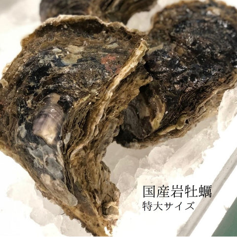 国産 岩牡蠣（殻付き 生食用）特大サイズ 計2個（1個500g以上）豊洲直送 【岩ガキ 特大 2個】 冷蔵