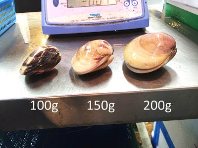 天然 地はまぐり 生（活け）特大サイズ 千葉産 冷蔵 地ハマグリ 地蛤